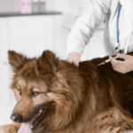 How to Find Cheap Dog Veterinarians near me in USA