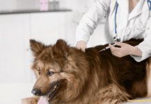 How to Find Cheap Dog Veterinarians near me in USA How to Find Cheap Dog Veterinarians near me in USA