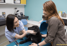 Most Common Dog Surgeries & Their Importance Most common dog surgeries and their importance