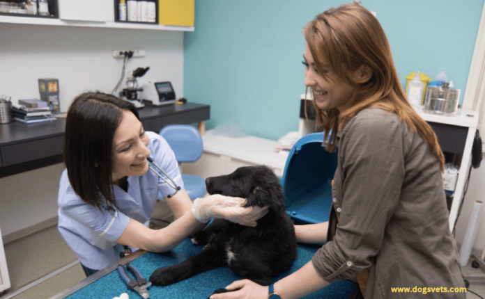 Most common dog surgeries and their importance