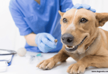 First Aid For Dogs Wounds: Important Steps & Guide First Aid For Dogs Wounds: Important Steps & Guide