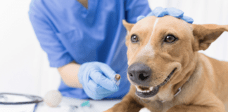 First Aid For Dogs Wounds: Important Steps & Guide First Aid For Dogs Wounds: Important Steps & Guide
