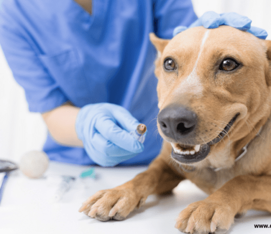 First Aid For Dogs Wounds: Important Steps & Guide First Aid For Dogs Wounds: Important Steps & Guide