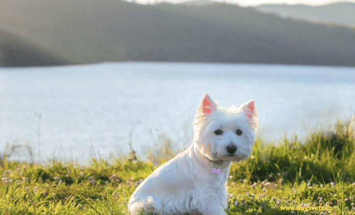 排名前 15 位的白大衣犬种 - 体型、行为和寿命：