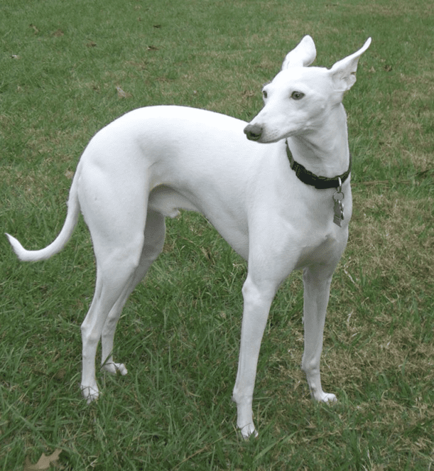 white Italian Greyhound