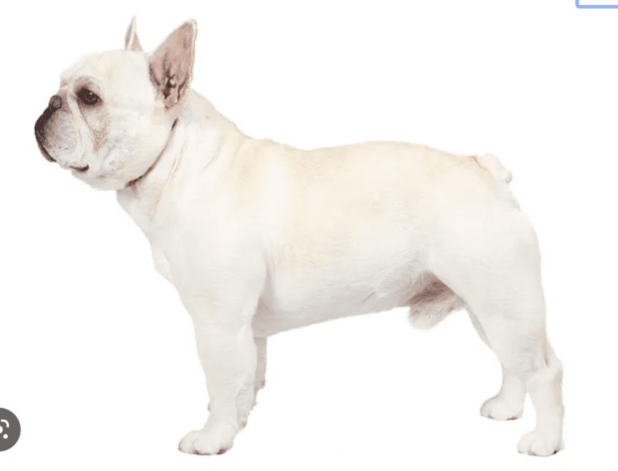 White Boston Terrier