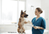 How to Find the Best Veterinarian for Your Dog in Sacramento