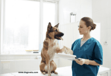 How to Find the Best Veterinarian for Your Dog in Sacramento How to Find the Best Veterinarian for Your Dog in Sacramento