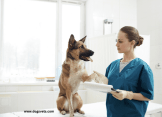 How to Find the Best Veterinarian for Your Dog in Sacramento