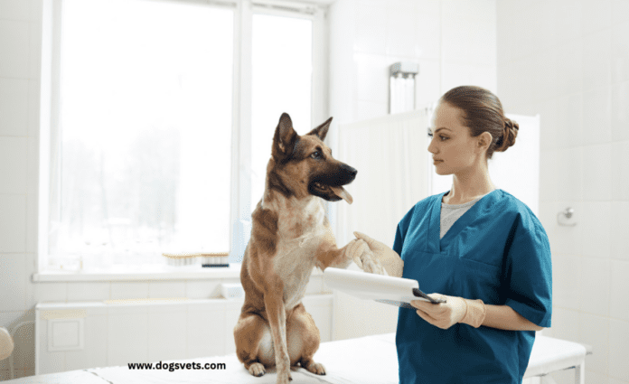Како да го пронајдете најдобриот ветеринар за вашето куче во Сакраменто