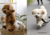 Guide to the Various Types of Poodle Hybrids | 10 Doodle Dogs Visual Guide to the Various Types of Poodle Hybrids | Doodle Dogs