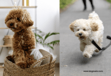 Guide to the Various Types of Poodle Hybrids | 10 Doodle Dogs Visual Guide to the Various Types of Poodle Hybrids | Doodle Dogs