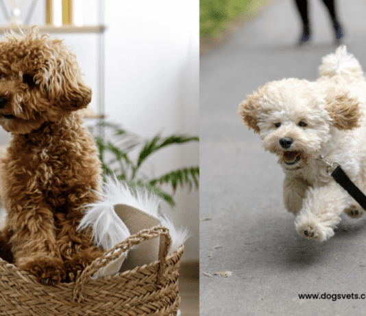 Guide to the Various Types of Poodle Hybrids | 10 Doodle Dogs Visual Guide to the Various Types of Poodle Hybrids | Doodle Dogs
