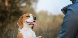 Training a Dog Without a Leash – 10 Easy Steps to follow Training a Dog Without a Leash - 10 Steps to follow