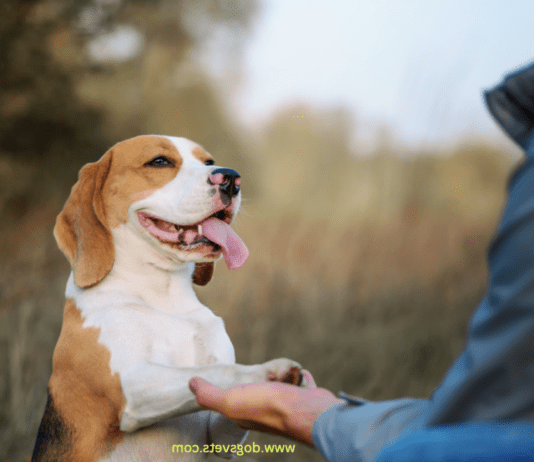 Training a Dog Without a Leash – 10 Easy Steps to follow Training a Dog Without a Leash - 10 Steps to follow