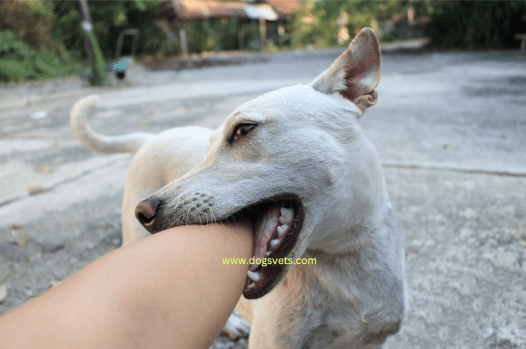 How To Train A Dog Not To Bite + 7 Training Tips 2024