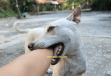 How to Train a Dog Not to Bite + 7 Training Tips How to Train a Dog Not to Bite + 10 Questions and Answers