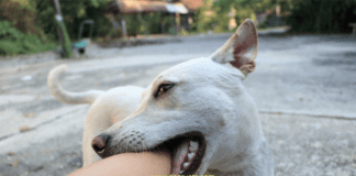 How to Train a Dog Not to Bite + 7 Training Tips How to Train a Dog Not to Bite + 10 Questions and Answers