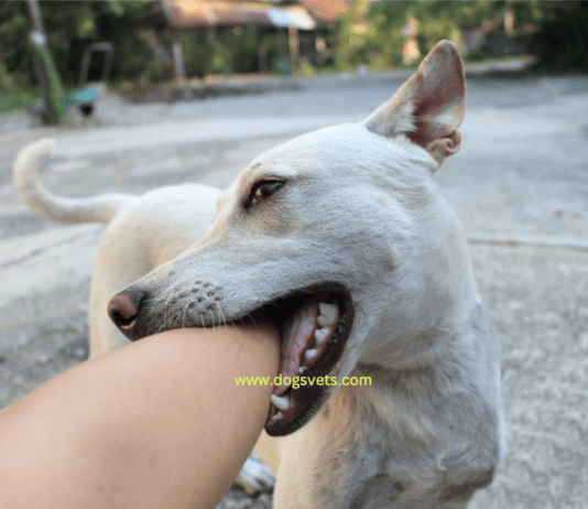 How to Train a Dog Not to Bite + 7 Training Tips How to Train a Dog Not to Bite + 10 Questions and Answers