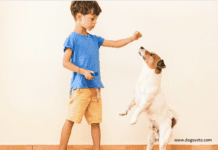 How to train with a dog clicker – A Complete Guide How to train with a dog clicker - A Complete Guide