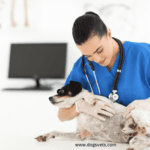 Home Remedies for Itchy Dog Skin + Benefits and Facts Home Remedies for Itchy Dog Skin + Benefits and Facts