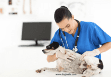 Home Remedies for Itchy Dog Skin + Benefits and Facts Home Remedies for Itchy Dog Skin + Benefits and Facts