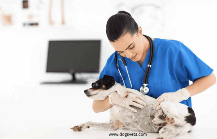 Pangobatan Imah pikeun Kulit Anjing Gatal + Mangpaat sareng Fakta