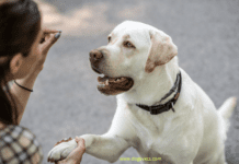 How to train a dog to stop barking + 10 Questions and Answers How to train a dog to stop barking
