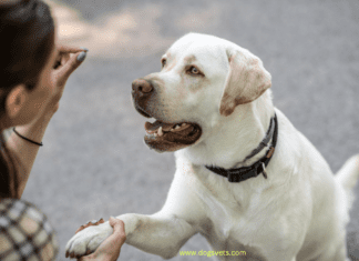 How to train a dog to stop barking + 10 Questions and Answers How to train a dog to stop barking