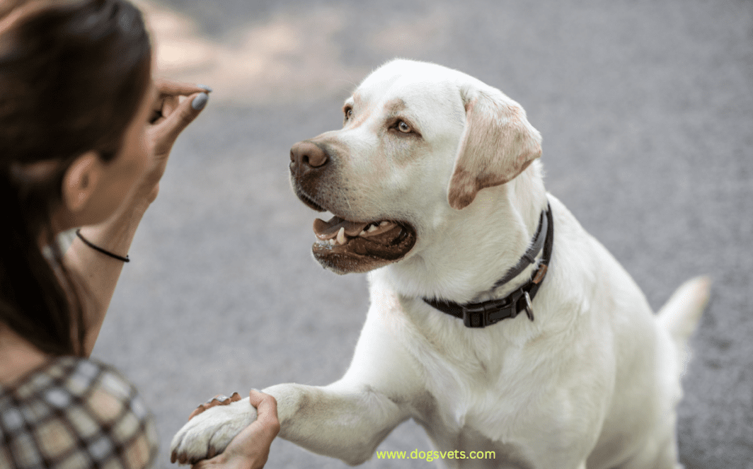 How to train a dog to stop barking