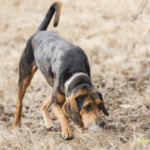 How To Train A Dog To Track Deer - Step-by-Step Guide
