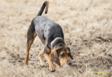 How To Train A Dog To Track Deer – Step-by-Step Guide How To Train A Dog To Track Deer - Step-by-Step Guide