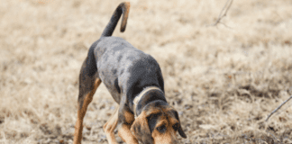 How To Train A Dog To Track Deer – Step-by-Step Guide How To Train A Dog To Track Deer - Step-by-Step Guide