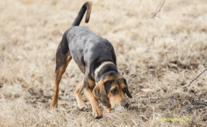 Carane Nglatih Anjing Kanggo Lacak Rusa - Pandhuan Langkah-langkah