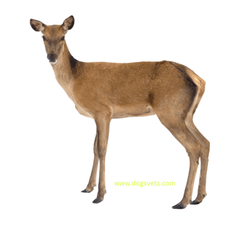 Koetlisa Ntja ho Track Deer