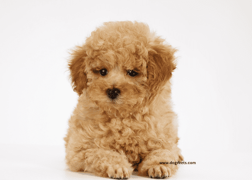 The Miniature Poodle is a small