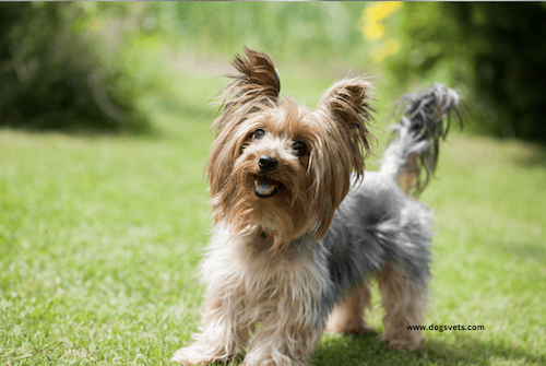 Yorkshire Terrier breed