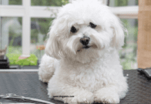 13 Teacup Dog Breeds for Tiny Canine Lovers, Lifespan and Facts 13 Teacup Dog Breeds for Tiny Canine Lovers, Lifespan and Facts