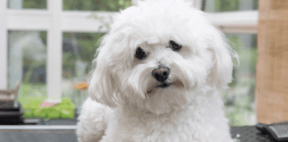 13 Teacup Dog Breeds for Tiny Canine Lovers, Lifespan and Facts 13 Teacup Dog Breeds for Tiny Canine Lovers, Lifespan and Facts