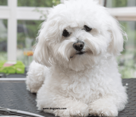 13 Teacup Dog Breeds for Tiny Canine Lovers, Lifespan and Facts 13 Teacup Dog Breeds for Tiny Canine Lovers, Lifespan and Facts