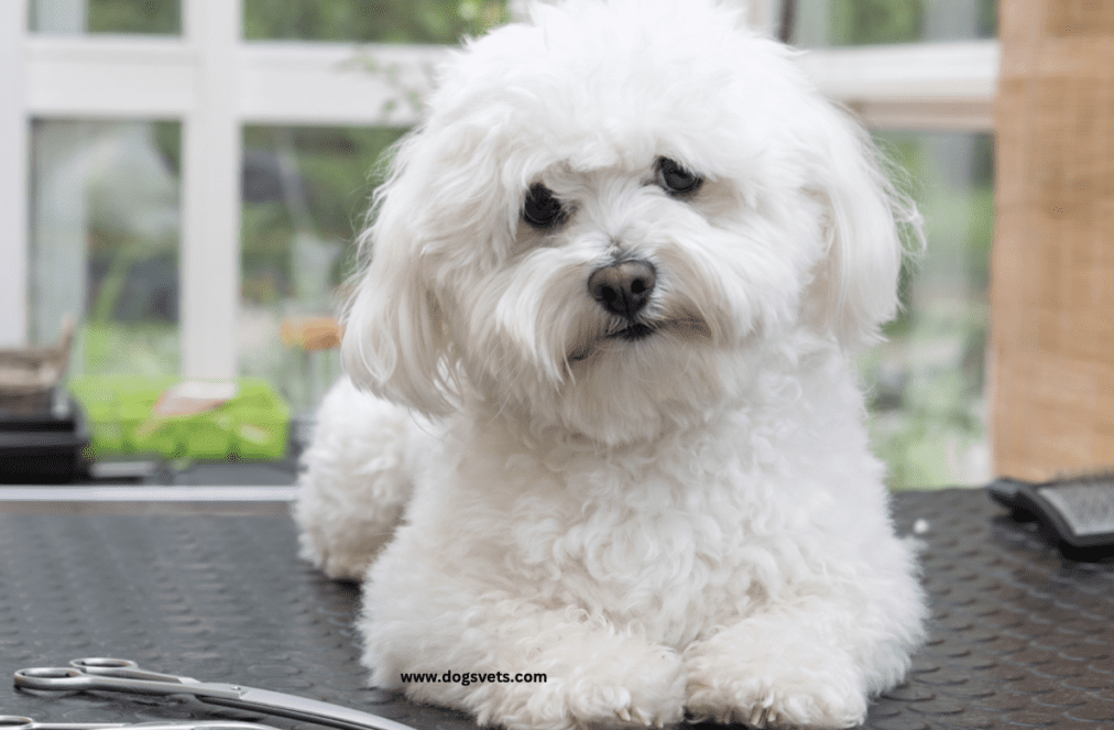 10 Teacup Dog Breeds for Tiny Canine Lovers