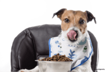 5 Tips on How to Choose The Best Dog Food Subscription 5 Tips on How to Choose The Best Dog Food Subscription