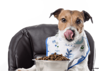 5 Tips on How to Choose The Best Dog Food Subscription 5 Tips on How to Choose The Best Dog Food Subscription