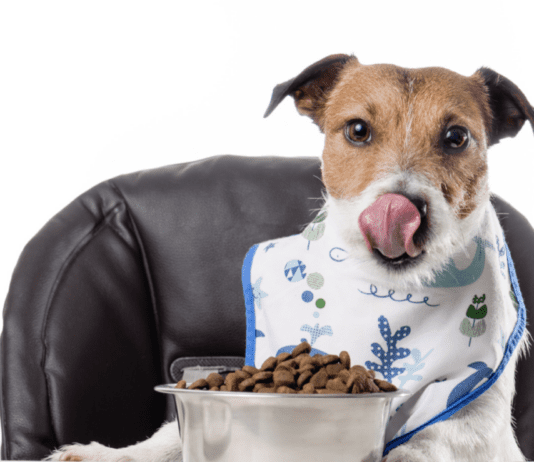 5 Tips on How to Choose The Best Dog Food Subscription 5 Tips on How to Choose The Best Dog Food Subscription