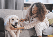 How to Care for Your Injured Dog How to Care for Your Injured Dog