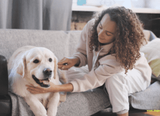 How to Care for Your Injured Dog How to Care for Your Injured Dog