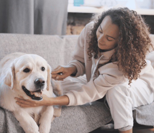 How to Care for Your Injured Dog How to Care for Your Injured Dog