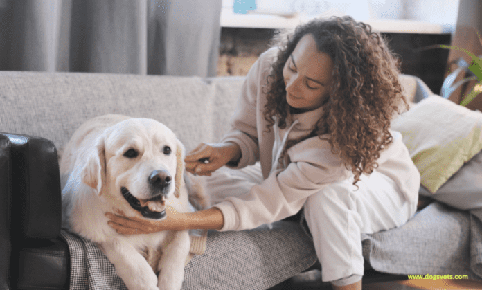 Kā rūpēties par savu ievainoto suni