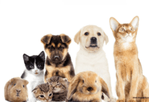 What are the benefits of bringing your pet to rehab? What are the benefits of bringing your pet to rehab?