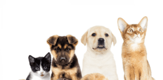 What are the benefits of bringing your pet to rehab? What are the benefits of bringing your pet to rehab?